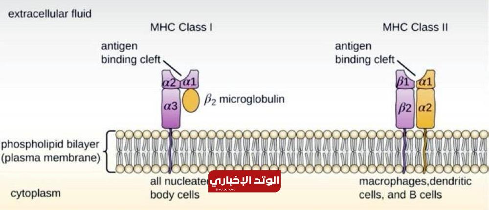 بُشرى عاجلة.. تقنية طبية تكتشف الأورام السرطانية بسرعة 6 بُشرى عاجلة.. تقنية طبية تكتشف الخلايا السرطانية بسرعة