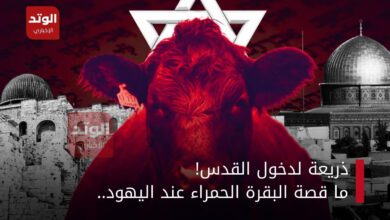البقرة الحمراء اليهودية وخلفها القدس وهيكل سليمان
