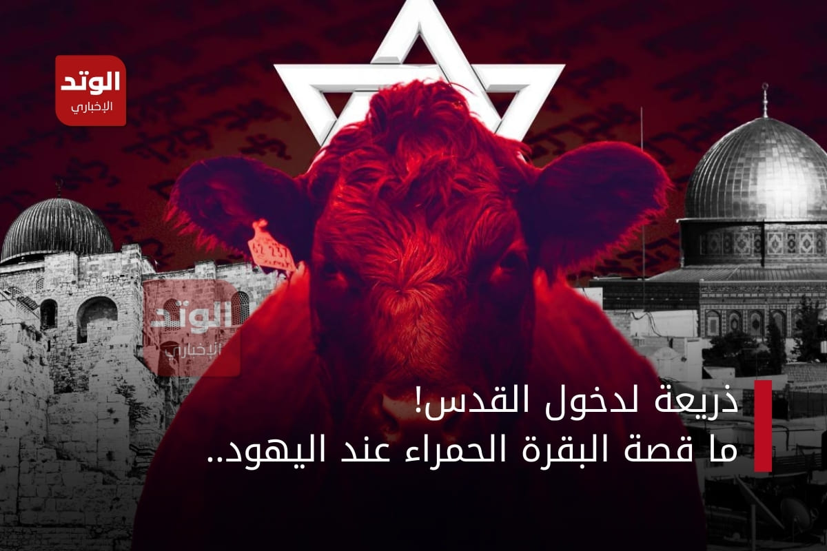 البقرة الحمراء اليهودية وخلفها القدس وهيكل سليمان